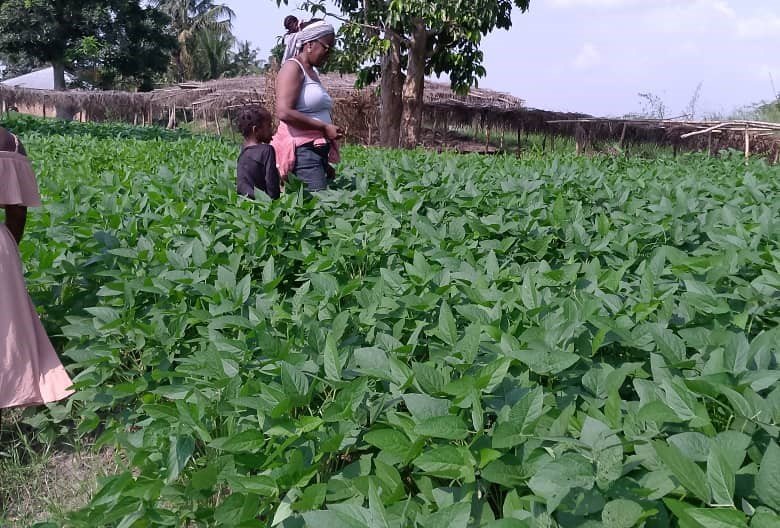 Image d'agriculture