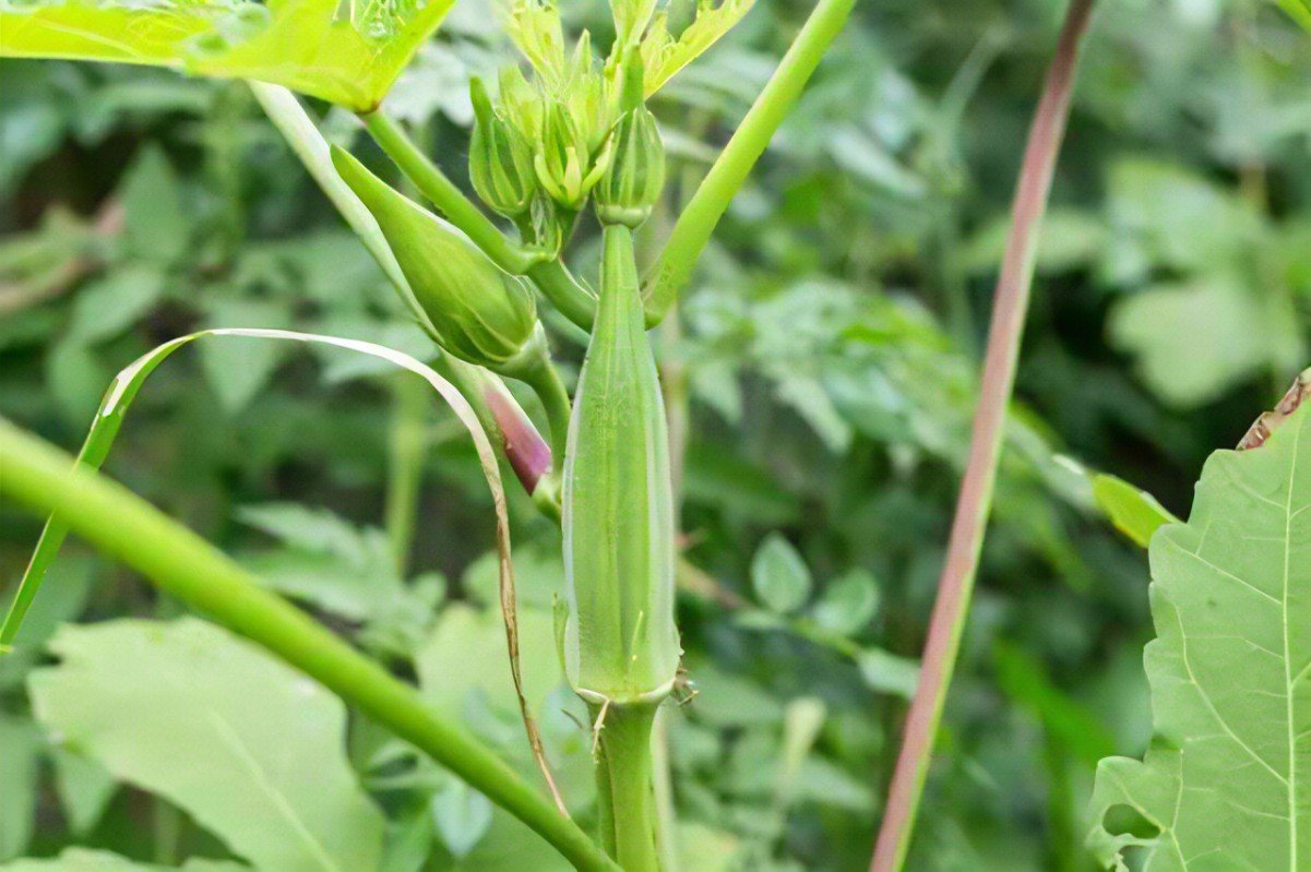 Image d'agriculture