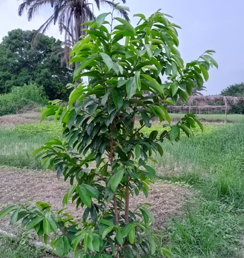 Image d'agriculture